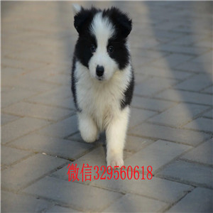 郑州哪里有宠物店卖边牧边牧狗场 边牧犬舍纯