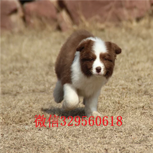 漯河哪里有卖边境牧羊犬的出售纯种健康边境犬