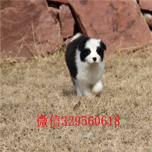 黔东南哪里有卖边境牧羊犬的出售纯种健康边境