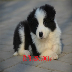 珠海哪里有宠物店卖边牧边境牧羊犬图片纯种边