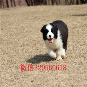 黑河哪里有卖边境牧羊犬的边牧幼犬宠物狗活体纯种边境犬幼犬活体纯种黑白边境牧羊犬价格