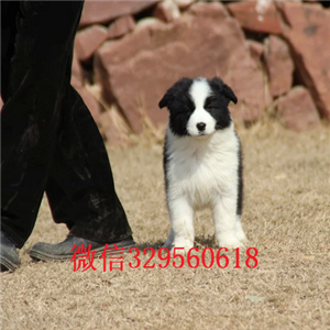 铁岭哪里有宠物店卖边牧专业繁殖精品边境牧羊犬边境牧羊犬智商纯种黑白边境牧羊犬价格