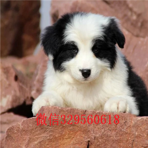 郑州哪里有宠物店卖边牧边牧狗场 边牧犬舍纯种边牧幼犬 边牧价格纯种边牧一只要多少钱