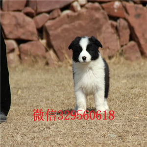 漯河哪里有卖边境牧羊犬的出售纯种健康边境犬纯种边牧幼犬 边牧价格边境牧羊犬价格