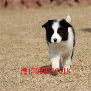 泰安哪里有卖边境牧羊犬的边牧幼犬宠物狗活体