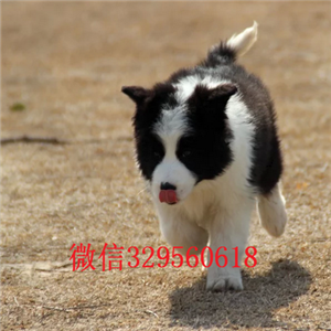 郑州本地哪里有边牧出售边境牧羊犬多少钱一只专业繁殖高品质边牧白金血系边牧幼犬