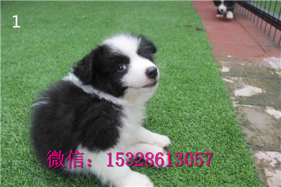奉节哪里有卖边牧双血统边境牧羊犬价格黑色边牧智商高的狗狗