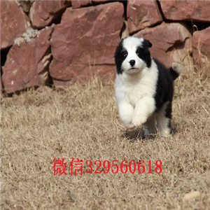 江津哪里有出售边牧的纯种边境牧羊犬健康有保