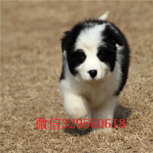 酉阳哪里有犬舍出售边牧幼犬边境牧羊犬多少钱一只专业繁殖高品质边牧边境牧羊犬价格