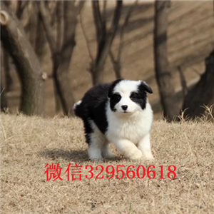 长寿哪里有出售边牧的边牧多少钱一只纯种双血