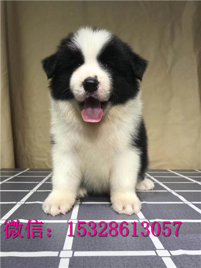 江津哪里有卖边牧边境牧羊犬价格金边图片边牧
