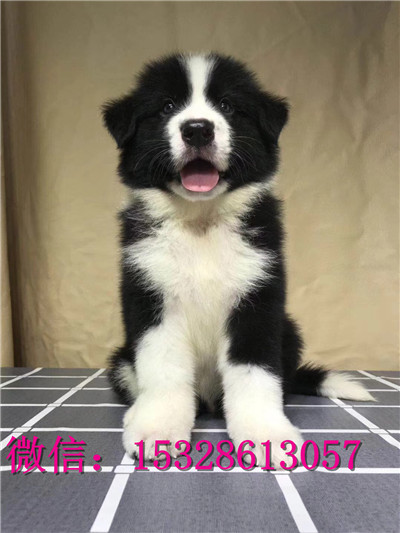 合川哪里有卖边牧边境牧羊犬价格黑色边牧智商高的狗狗