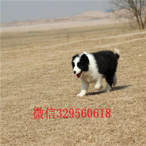 郑州本地哪里有边牧出售边境牧羊犬多少钱一只专业繁殖高品质边牧白金血系边牧幼犬