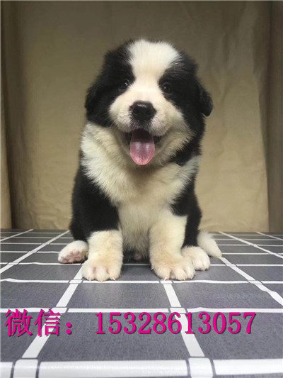 合川哪里有卖边牧边境牧羊犬价格黑色边牧智商高的狗狗