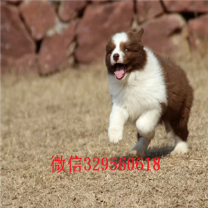 大渡口哪里有犬舍出售边牧幼犬多少钱一只边境