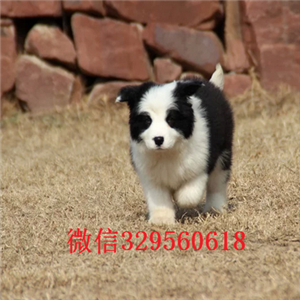 酉阳哪里有犬舍出售边牧幼犬边境牧羊犬多少钱一只专业繁殖高品质边牧边境牧羊犬价格