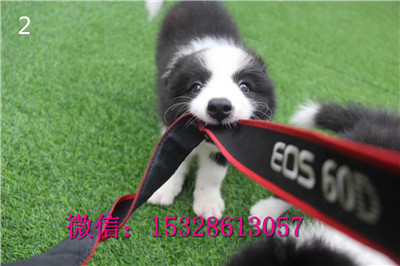 武隆哪里卖纯种边境牧羊犬边境牧羊犬价格七白三通边牧智商高的狗狗