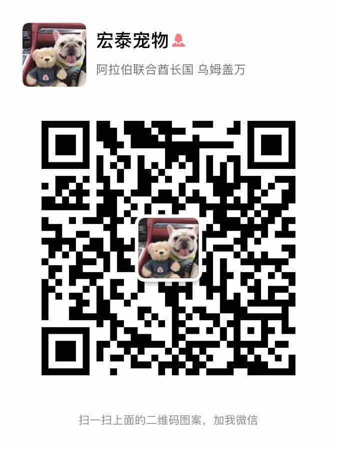 郑州哪里有卖边境牧羊犬 纯种边牧多少钱 七白三通边境牧羊犬 智商第一的狗狗