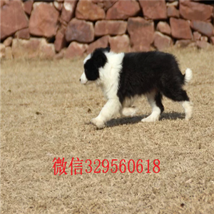 永川本地哪里有边牧出售多少钱一只边境牧羊犬纯种健康聪明边牧幼犬双血统赛级边牧幼犬