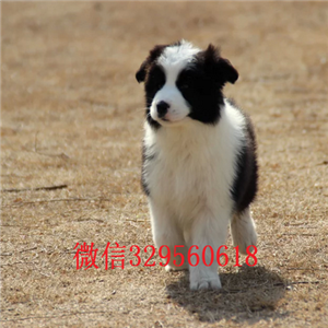 铜梁哪里有卖边境牧羊犬的纯种边境牧羊犬健康有保障七白三通边境牧羊犬边牧多少钱一只边牧图片