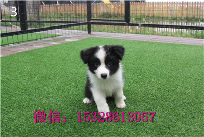 巫山哪里有卖边牧双血统边境牧羊犬价格棕色边