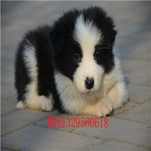 黔江哪里有犬舍出售边牧幼犬边牧多少钱一只七