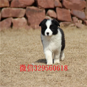 鸡西本地哪里有边牧出售边牧多少钱一只七白三