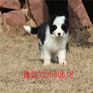 酉阳哪里有犬舍出售边牧幼犬边境牧羊犬多少钱一只专业繁殖高品质边牧边境牧羊犬价格