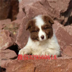 双桥哪里有犬舍出售边牧幼犬边境牧羊犬多少钱
