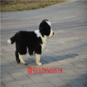 松原哪里有卖边境牧羊犬的纯种边境牧羊犬健康