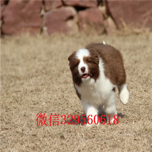 万盛本地哪里有边牧出售多少钱一只边境牧羊犬
