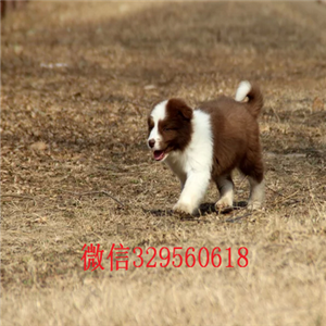 丰都哪里有犬舍出售边牧幼犬多少钱一只边境牧