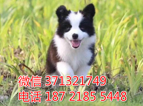 重庆出售边境牧羊犬。公母都有，可以自取 重庆本地