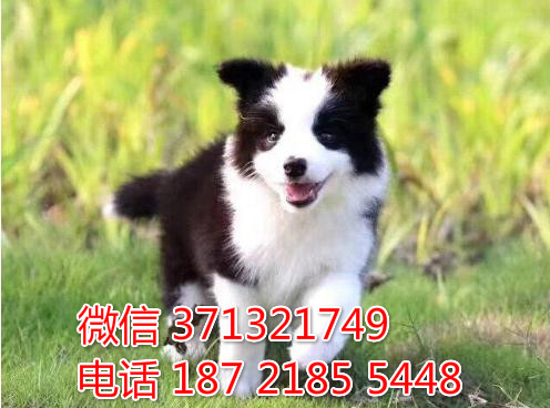 边境出售 青岛犬舍 济南狗场出售 边境牧羊犬