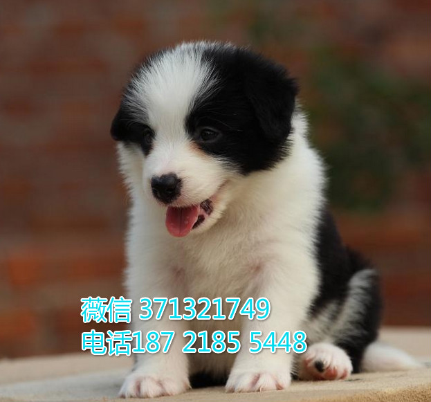 郑州边境牧羊犬出售纯种幼犬，边境狗狗 犬舍直