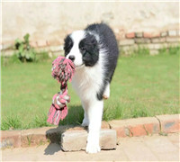 郑州哪里卖黑白边牧 郑州纯种边牧多少钱 郑州边牧怎么卖