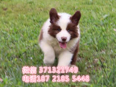 边境牧羊犬出售纯种幼犬，边境狗狗 重庆哪里有