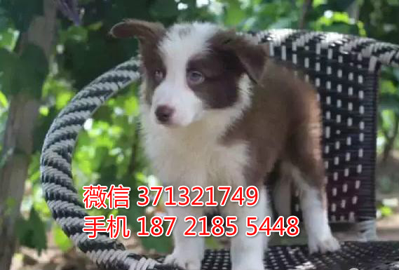 武汉哪里有卖边境牧羊犬狗狗幼犬 边境多少钱一只