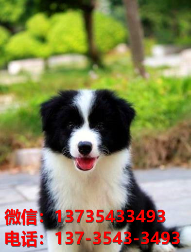 文山犬舍出售纯种边牧幼犬 网上哪里有宠物狗领养 卖狗买狗