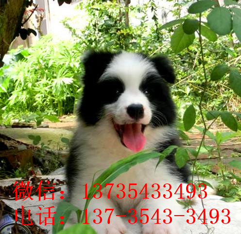 青岛边牧犬舍出售 狗市场在哪 网上哪里有狗狗