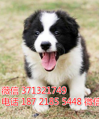 边境出售纯种幼犬出售 福州犬舍直销 特价边境