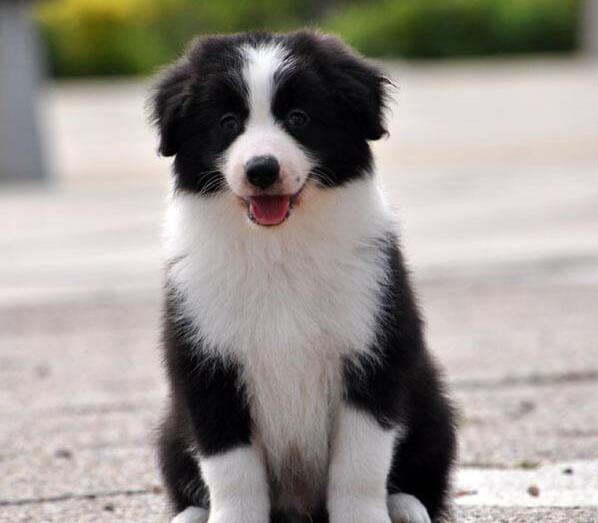 楚雄犬舍出售纯种边牧幼犬 网上哪里有宠物狗