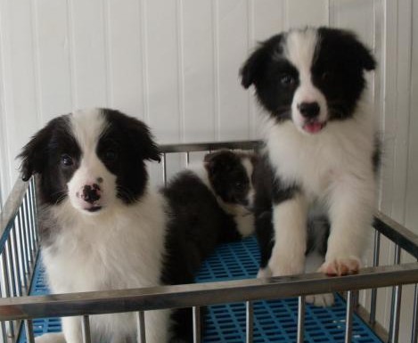 怒江买狗网 怒江名犬网 怒江狗市场买边牧