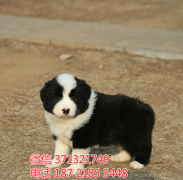 重庆犬舍出售边境犬狗狗纯种 重庆大型繁殖基地宠物狗狗