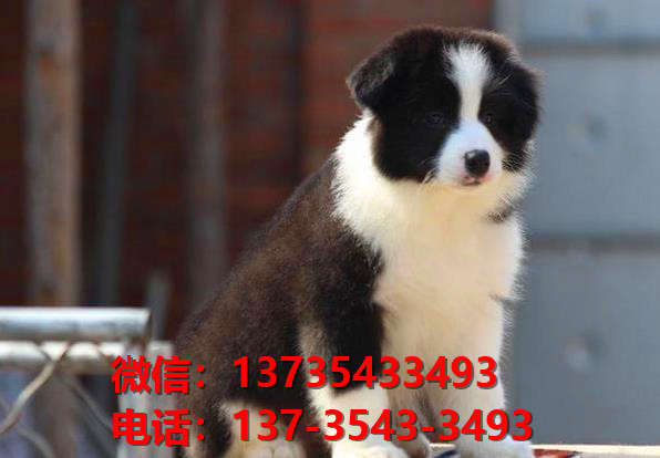 文山犬舍出售纯种边牧幼犬 网上哪里有宠物狗领养 卖狗买狗