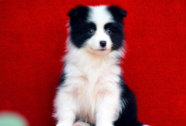 莆田犬舍出售边牧幼犬狗市场卖狗买狗在哪