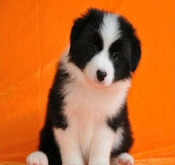 东营犬舍出售边牧幼犬狗市场卖狗买狗在哪