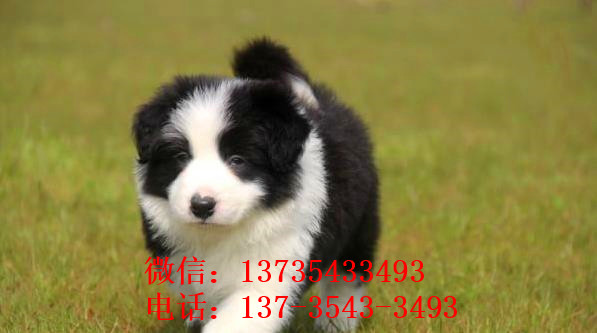 东营犬舍出售边牧幼犬狗市场卖狗买狗在哪