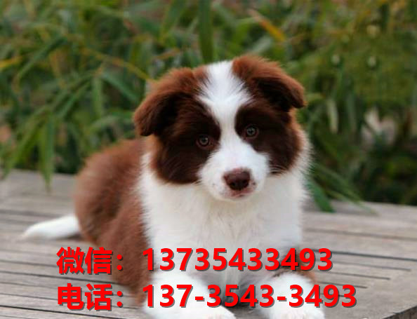 郑州宠物狗犬舍出售纯种边牧 宠物狗市场在哪 边境牧羊犬哪里有卖