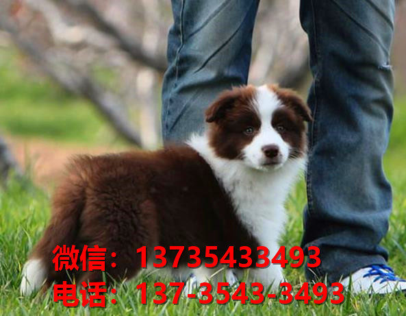 文山犬舍出售纯种边牧幼犬 网上哪里有宠物狗
